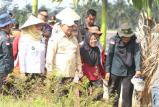 Bupati Askolani dan Wabup Netta Launching Perdana Tabur Benih IP 300 di Karang Agung Ilir