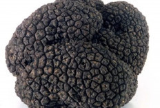 Fakta Unik Jamur Truffle: Si Emas Hitam dari Dunia Kuliner