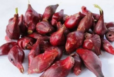 Cegah Flu dan Infeksi dengan Bawang Dayak, Herbal Khas Kalimantan