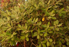 Manfaat Daun Bidara untuk Usus Sehat, Nomor 3 Jarang Diketahui!