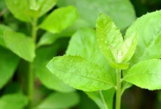 Manfaat Daun Beluntas untuk Penderita Rematik yang Perlu Kamu Coba