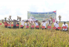 BANYUASIN SEMAKIN PRIMA: BUPATI ASKOLANI, WABUP NETTA DAN GUBERNUR DERU PANEN RAYA IP 200 DI KARANG AGUNG ILIR