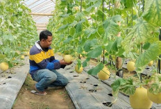 Petani Banyuasin Sukses Panen Melon di Green House, Sebagian Keuntungan Untuk Bangun Pesantren