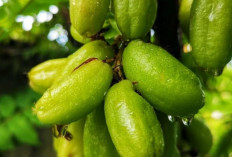 Vitamin C Alami dari Belimbing Wuluh, Cocok untuk Musim Pancaroba