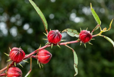 7 Manfaat Rosella untuk Kesehatan: Herbal Alami Penurun Tekanan Darah