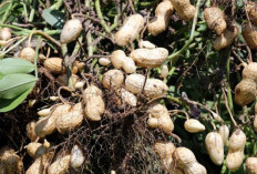 Cara Menanam Kacang Tanah di Lahan Sempit, Untung Besar!