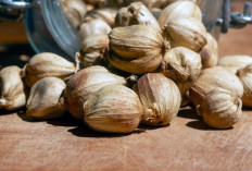 Kapulaga, Rempah Wangi yang Ampuh Jaga Jantung hingga Turunkan Berat Badan