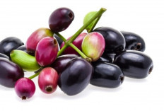 Buah Ajaib Ini Bisa Atasi Sembelit dan Diare Sekaligus, Cuma Butuh Beberapa Butir!