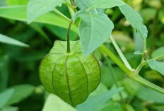 Manfaat Tersembunyi Buah Ciplukan, Tanaman Liar Kaya Nutrisi