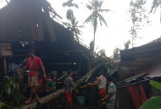 Angin Kencang Terjang Desa Tirta Mulya Banyuasin, Sejumlah Rumah Warga Rusak Tertimpa Pohon 