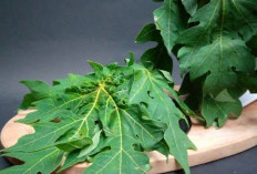 Resep Olahan Daun Pepaya yang Ampuh Tingkatkan Nafsu Makan