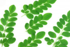 Kenali Manfaat Daun Kelor bagi Metabolisme dan Sistem Pencernaan Tubuh