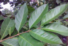 Khasiat Daun Salam: Dari Antioksidan, Antiinflamasi, hingga Penurun Kolesterol