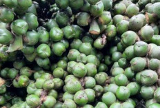 Camilan Kenyal Ini Ternyata Ampuh Bantu Diet, Sudah Coba Belum?