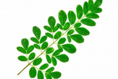 Daun Kelor, Herbal Ajaib untuk Stabilkan Kadar Gula Darah