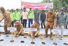 Tekan Inflasi, Pemkab Banyuasin Realisasikan Gerakan Tanam Serentak Cabai dan Bawang Merah 