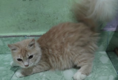 Kucing Anda Terinfeksi Jamur? Begini Langkah Penanganannya