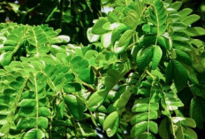Perawatan Kecantikan dari Alam: Khasiat Daun Kelor untuk Kulit dan Rambut
