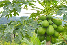 Tips Mengontrol Kadar Gula Darah dengan Daun Pepaya