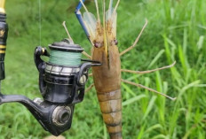 Trik Memancing Udang Satang untuk Hasil Memuaskan