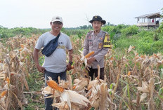 Bhabinkamtibmas Talang Kelapa Aktif Dukung Ketahanan Pangan, Tinjau Lahan Jagung di Desa Gasing