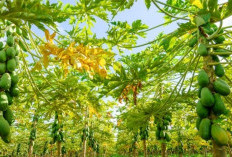 Atasi Sembelit Secara Alami dengan Daun Pepaya Kaya Serat