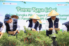 Panen Raya Cabai Pilot Project  SMKN 1 Gelumbang, Pj Gubernur Sumsel: Upaya Tekan Inflasi