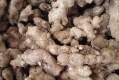 6 Khasiat Jahe Emprit yang Jarang Diketahui, Baik untuk Daya Tahan Tubuh