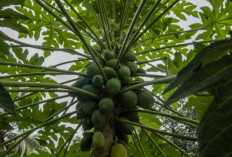Mengapa Daun Pepaya Baik untuk Penderita DBD? Ini Penjelasannya