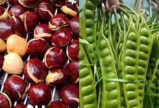 Tips Alami Atasi Bau Tak Sedap Akibat Konsumsi Jengkol dan Petai