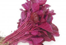 Mau Tulang Kuat Sampai Tua? Cukup Konsumsi Sayur Murah Ini Setiap Hari!