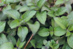 Aroma Daun Mint, Rahasia Alami untuk Tingkatkan Konsentrasi dan Daya Ingat
