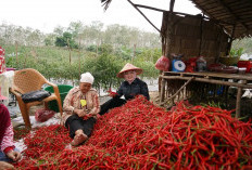 Panen Perdana, Wakil Bupati Netta Apresiasi Program Pemanfaatan Lahan Kelompok Petani Cabai
