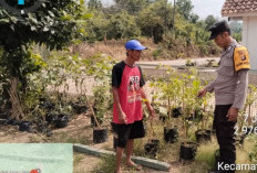 Tanam Sayur di Polibag, Hasil Sayur Bakal Melimpah 