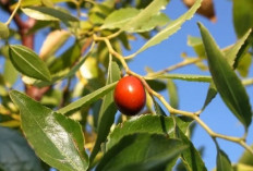 Rahasia Buah Bidara: Manfaat Luar Biasa untuk Kesehatan dan Kecantikan