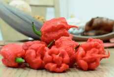 Carolina Reaper: Cabai Pedas untuk Menurunkan Tekanan Darah dan Kesehatan Jantung