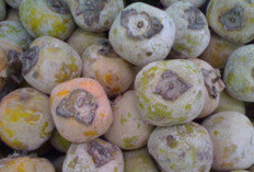 Tak Hanya Enak, Ini Rahasia Kesehatan dari Buah Kesemek