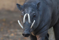 Babirusa Hewan Endemik Sulawesi yang Miliki Kebiasaan Unik pada Masa Kawin