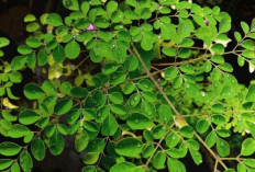 Daun Kelor, Sumber Kalsium Alami yang Baik untuk Tulang dan Gigi