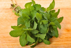 Segar dan Penuh Khasiat! Ini 7 Manfaat Daun Mint untuk Kesehatan
