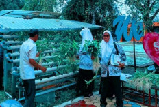 SMPN 1 Banyuasin III Kembali Panen Sayuran