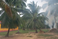 Panen Kelapa di SMPN 1 Muara Sugihan, Hasil Budidaya Puluhan Tahun Lalu