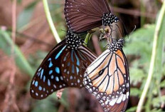 Mengenal Blue Tiger, Kupu-Kupu Asia yang Mulai Terancam Habitatnya