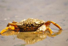 Rahasia di Balik Cangkang Baru: Begini Cara Kepiting Berganti Kulit