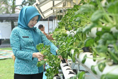 Pj Ketua TP PKK Optimalkan Hasil Panen Sayur Hidroponik di Kebun PKK