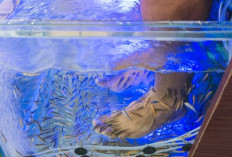 Dibalik Manfaat Terapi Ikan, Ada Risiko Serius yang Mengintai