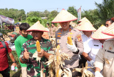 Bupati Banyuasin Heran, Panen Jagung Polres Banyuasin Subur dan Besar Semua