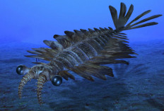 Anomalocaris Canadensis: Hewan Purba Penghuni Laut Sebagai Predator Terbesar