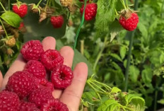 Raspberry dan Kesehatan: Manfaatnya untuk Jantung, Kulit, dan Pencernaan