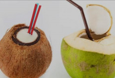 Air Kelapa Tua vs Kelapa Muda: Mana yang Lebih Banyak Khasiatnya?